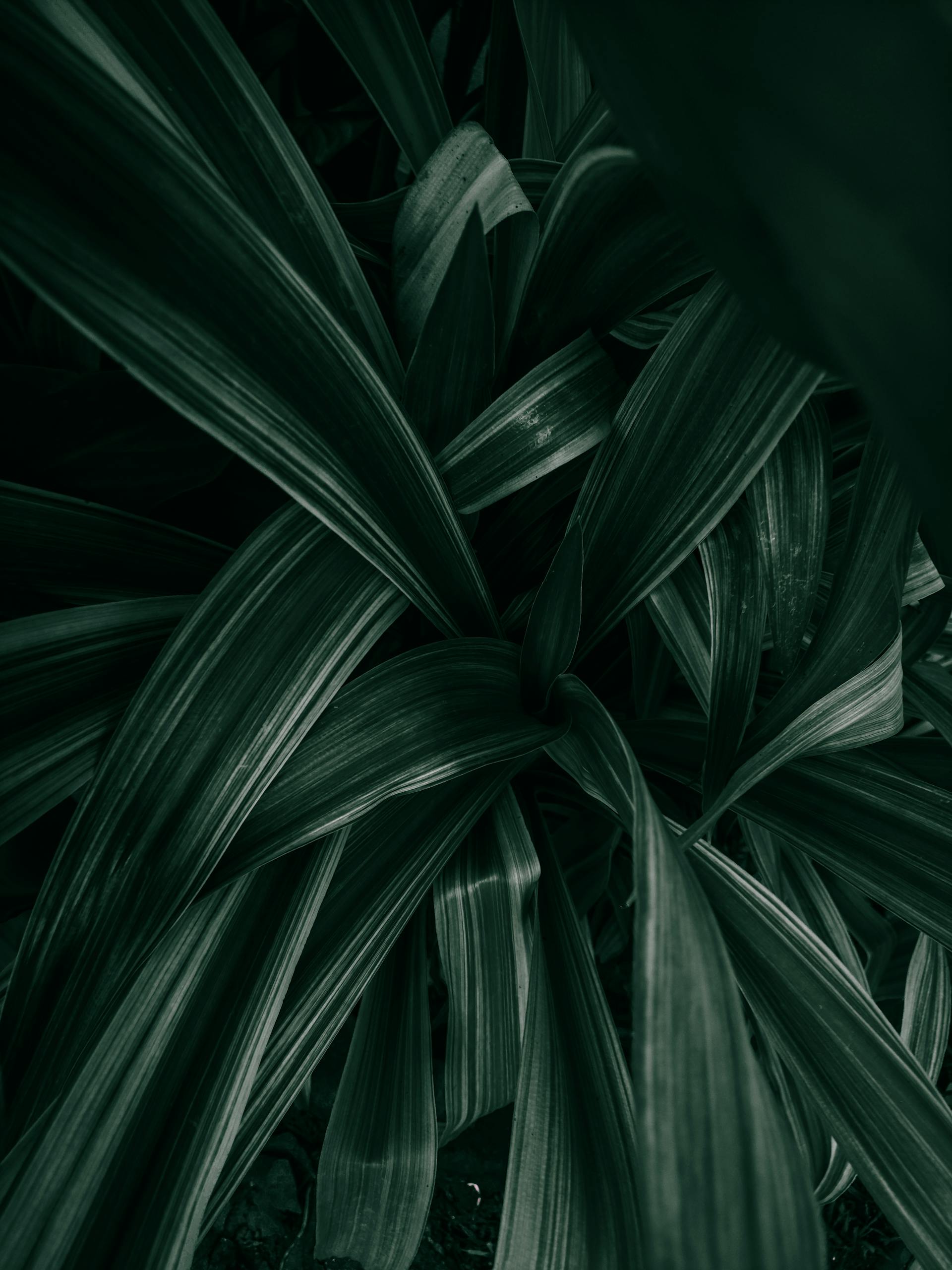 Lá cây, lá, bụi cây, tối, leaves, dark, bush-Prithiviraj