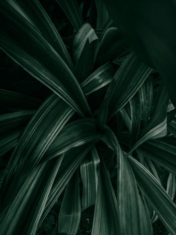 Lá cây, lá, bụi cây, tối, leaves, dark, bush-Prithiviraj
