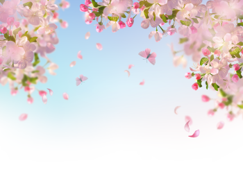 Hoa anh đào, hoa đào, anh đào, cherry blossom, hoa, flower, mùa xuân, spring