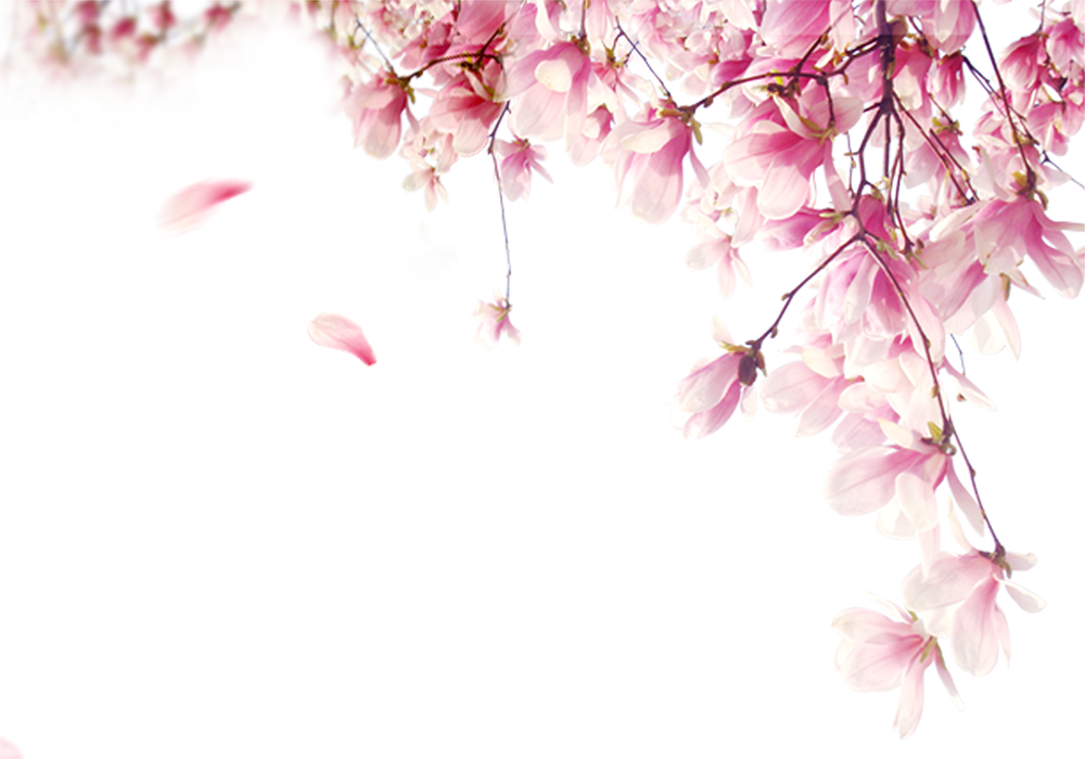 Hoa anh đào, hoa đào, anh đào, cherry blossom, hoa, flower, mùa xuân, spring 3