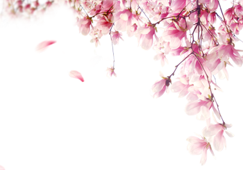 Hoa anh đào, hoa đào, anh đào, cherry blossom, hoa, flower, mùa xuân, spring 3