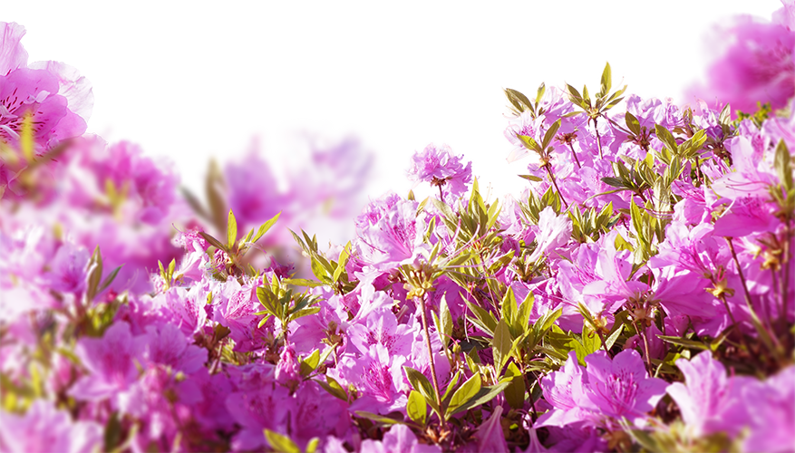 Hoa giấy, chi hoa giấy, paper flower, hoa, flower, mùa xuân, spring