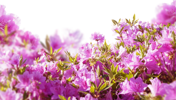 Hoa giấy, chi hoa giấy, paper flower, hoa, flower, mùa xuân, spring