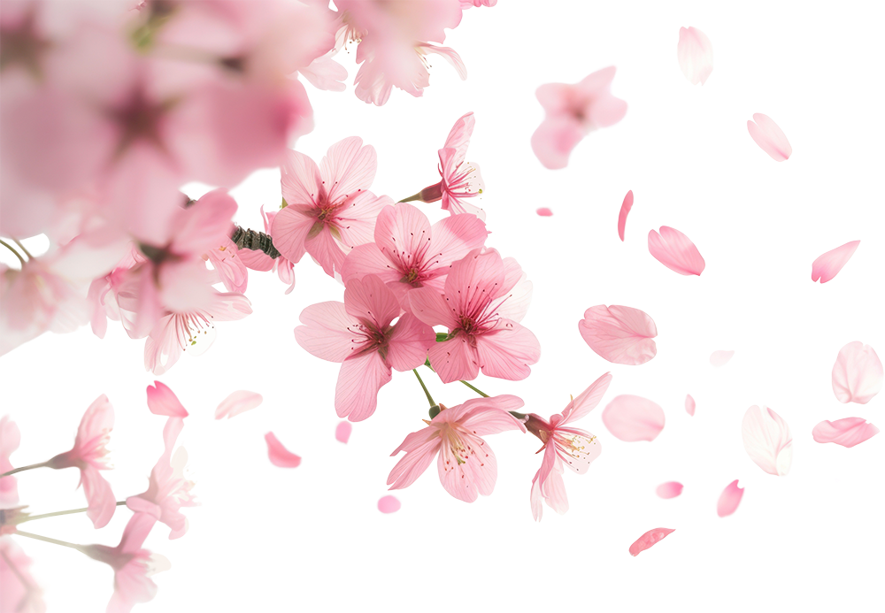 Hoa anh đào, hoa đào, anh đào, cherry blossom, hoa, flower, mùa xuân, spring 2