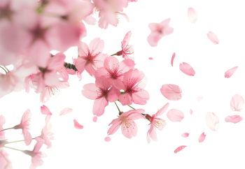 Hoa anh đào, hoa đào, anh đào, cherry blossom, hoa, flower, mùa xuân, spring 2