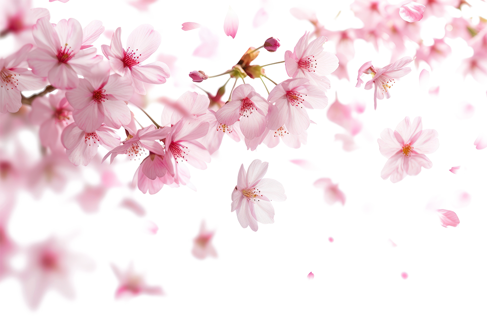 Hoa anh đào, hoa đào, anh đào, cherry blossom, hoa, flower, mùa xuân, spring 1
