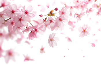 Hoa anh đào, hoa đào, anh đào, cherry blossom, hoa, flower, mùa xuân, spring 1