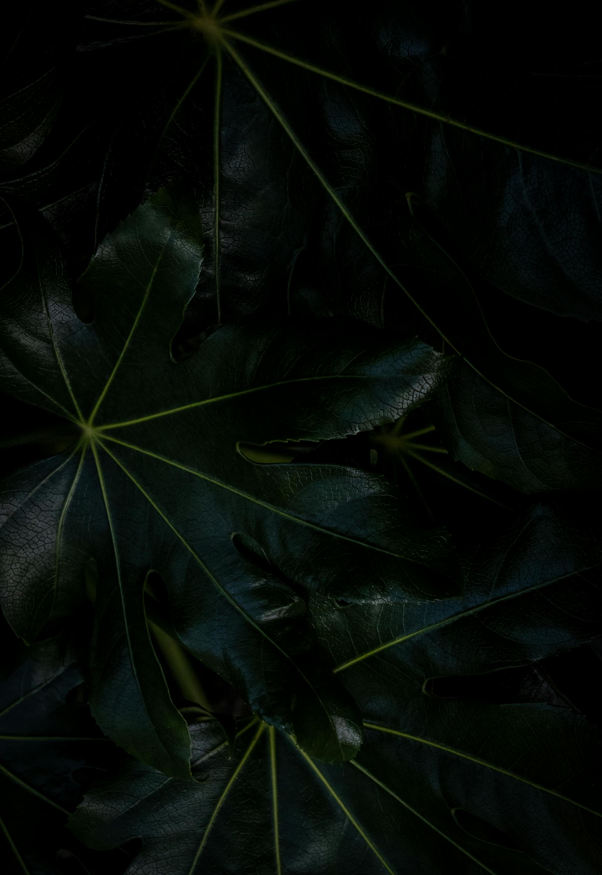 Lá cây, lá, bụi cây, tối, leaves, dark, bush-Rahel R