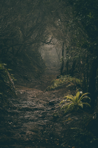 Rừng, rừng cây, cây, u ám, forest, trees, gloomy, dark-Raul Kozenevski