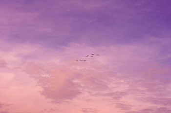 Mây, trời, màu tím, màu hồng, nền, clouds, sky, purple, pink, background -Ricky Ikhtifar Prihantono