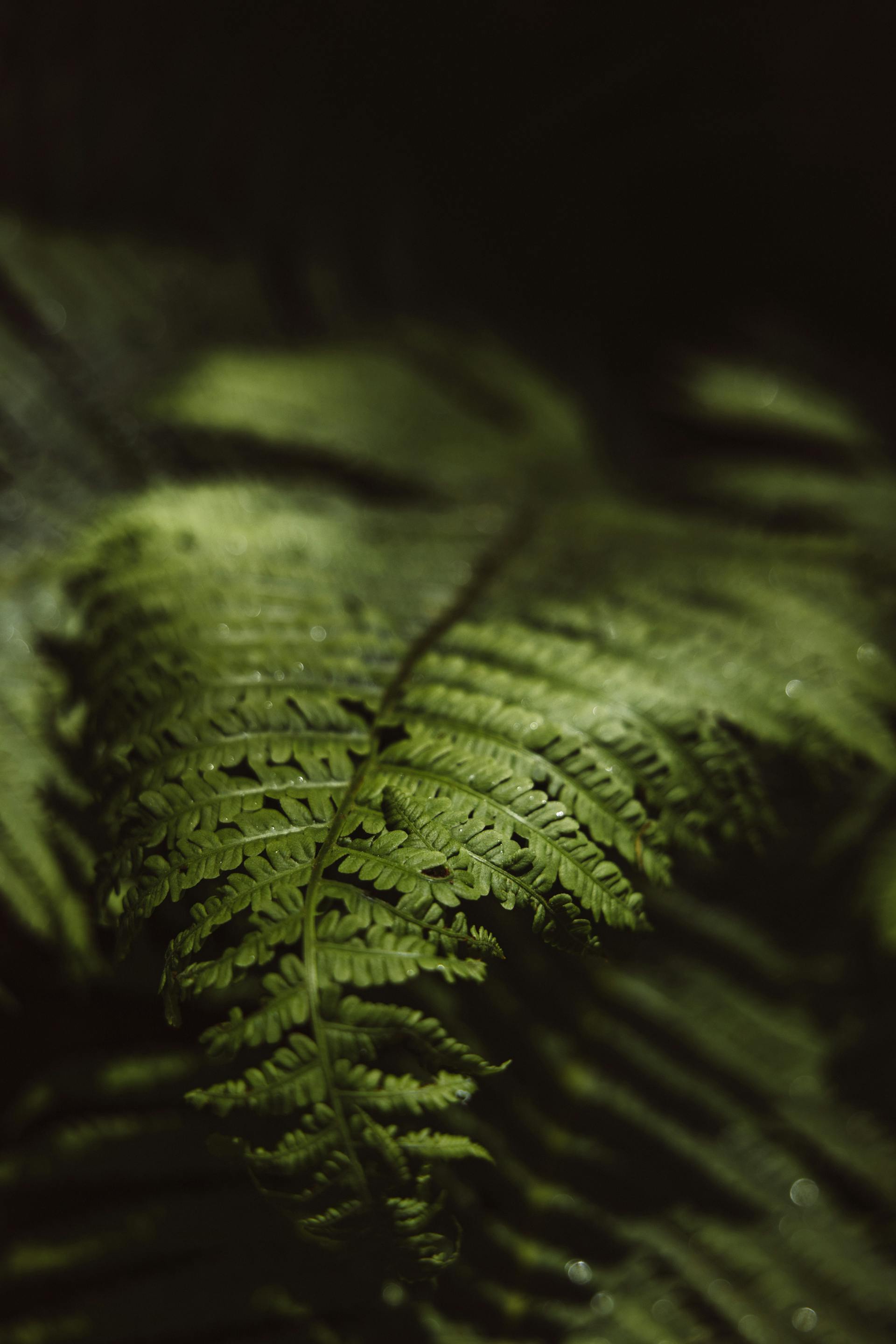 Lá cây, lá, bụi cây, tối, leaves, dark, bush-ROMAN ODINTSOV