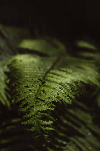 Lá cây, lá, bụi cây, tối, leaves, dark, bush-ROMAN ODINTSOV