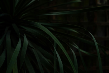 Lá cây, lá, bụi cây, tối, leaves, dark, bush-Scott Webb