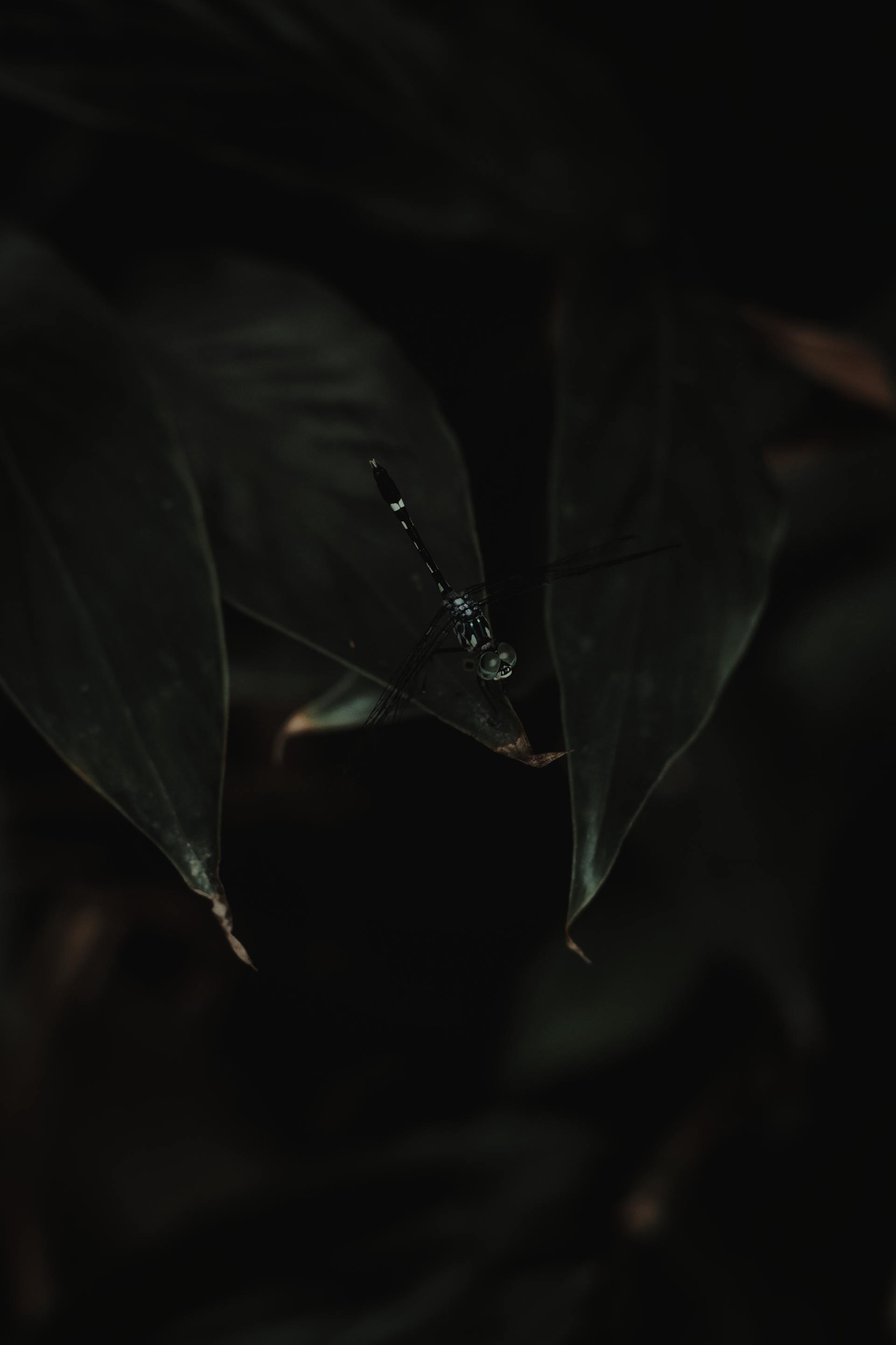 Lá cây, lá, bụi cây, tối, leaves, dark, bush-Tarcila Mesquita