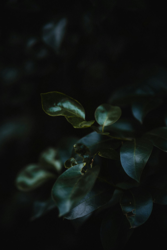 Lá cây, lá, bụi cây, tối, leaves, dark, bush-Umut Sarıalan