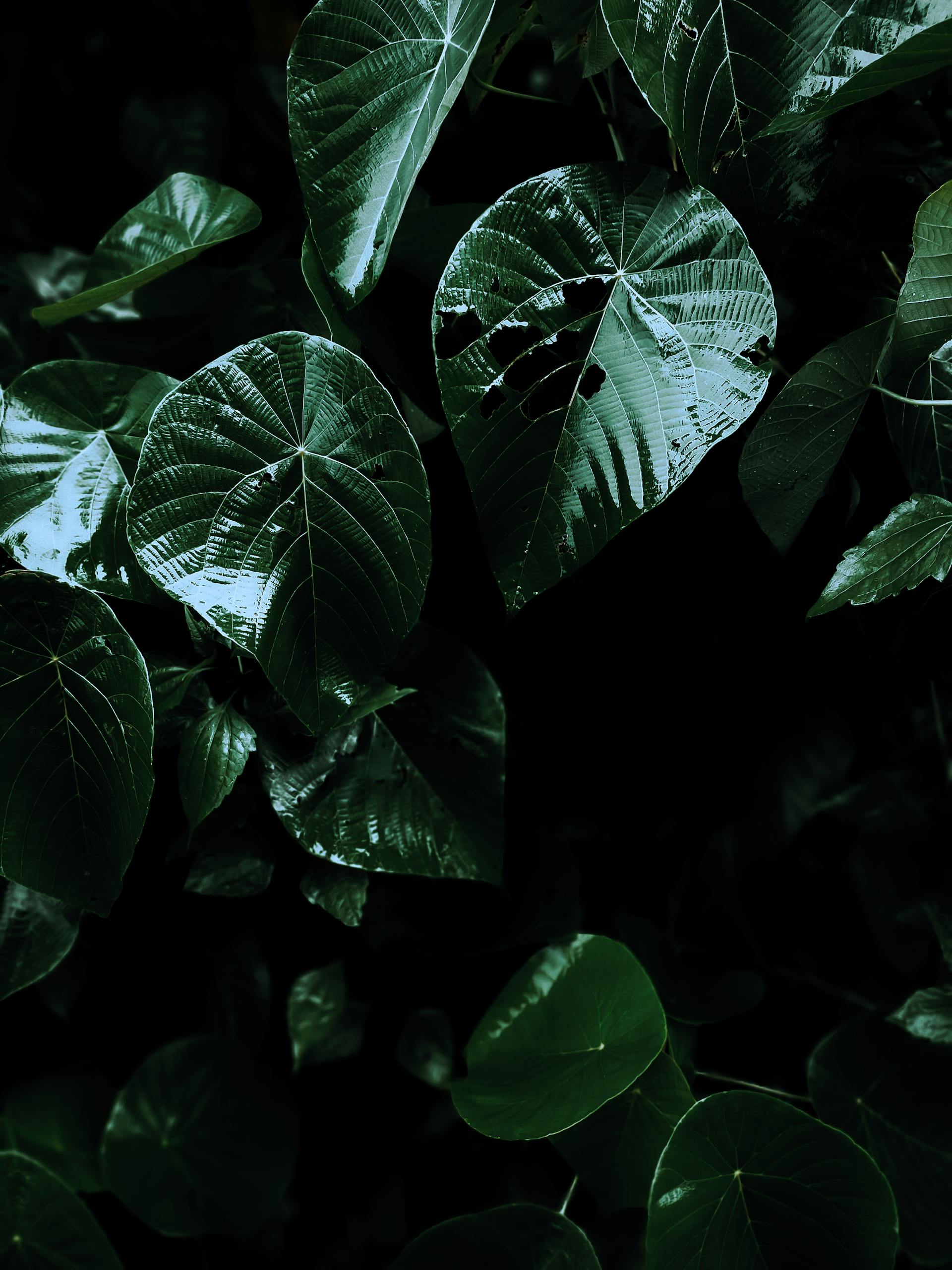 Lá cây, lá, bụi cây, tối, leaves, dark, bush-VEE PIX GALLERY