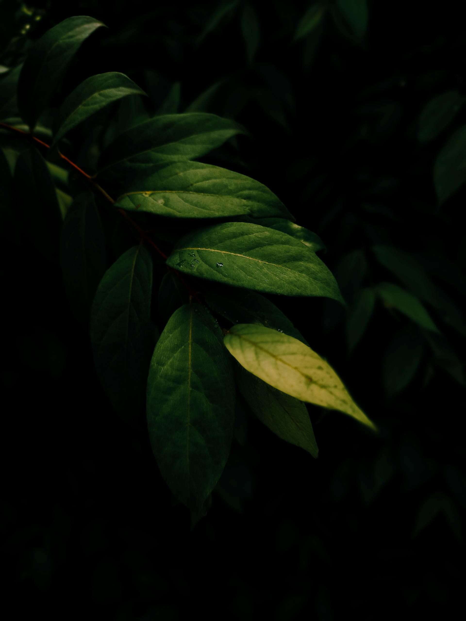 Lá cây, lá, bụi cây, tối, leaves, dark, bush-VEE PIX GALLERY 2