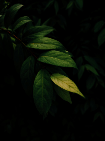 Lá cây, lá, bụi cây, tối, leaves, dark, bush-VEE PIX GALLERY 2