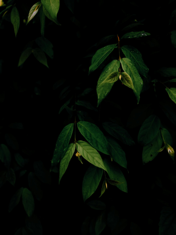 Lá cây, lá, bụi cây, tối, leaves, dark, bush-VEE PIX GALLERY 4