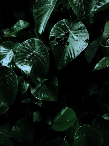 Lá cây, lá, bụi cây, tối, leaves, dark, bush-VEE PIX GALLERY