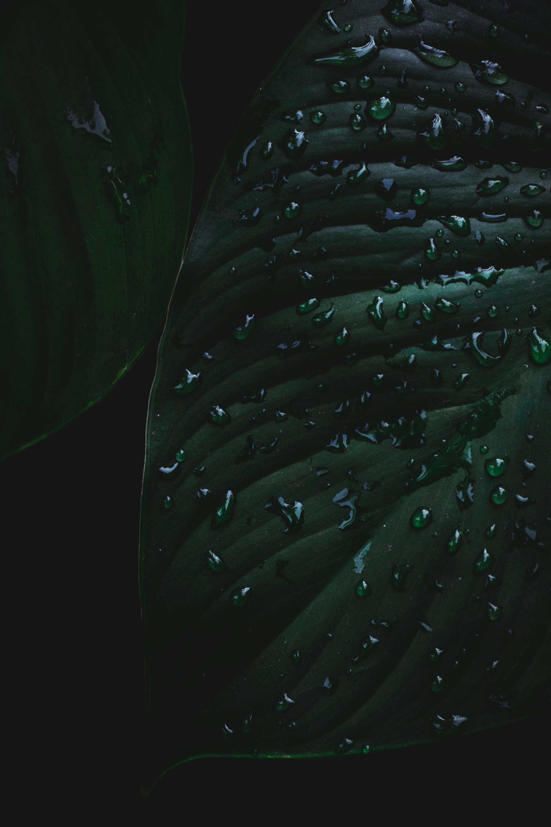 Lá cây, lá, bụi cây, tối, leaves, dark, bush-Velroy Fernandes