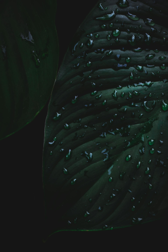 Lá cây, lá, bụi cây, tối, leaves, dark, bush-Velroy Fernandes