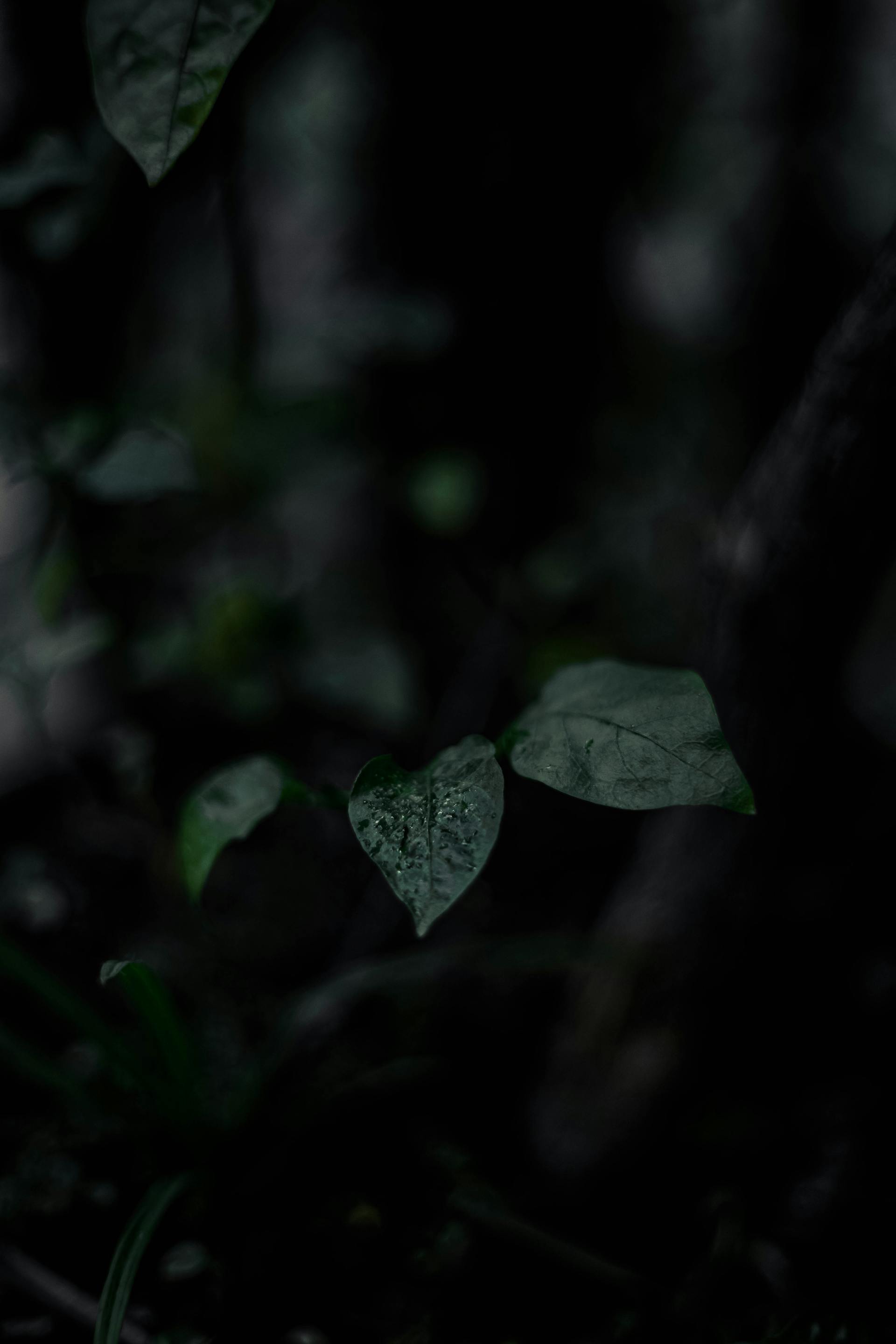 Lá cây, lá, bụi cây, tối, leaves, dark, bush-Wallace Chuck