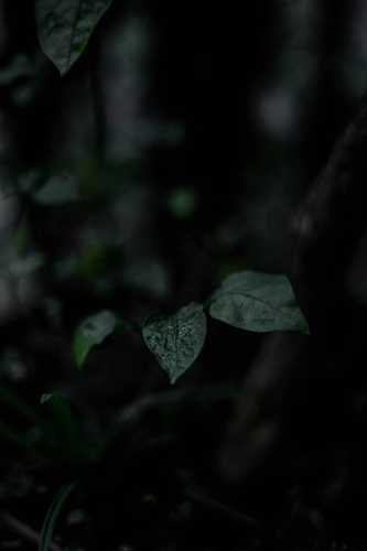Lá cây, lá, bụi cây, tối, leaves, dark, bush-Wallace Chuck