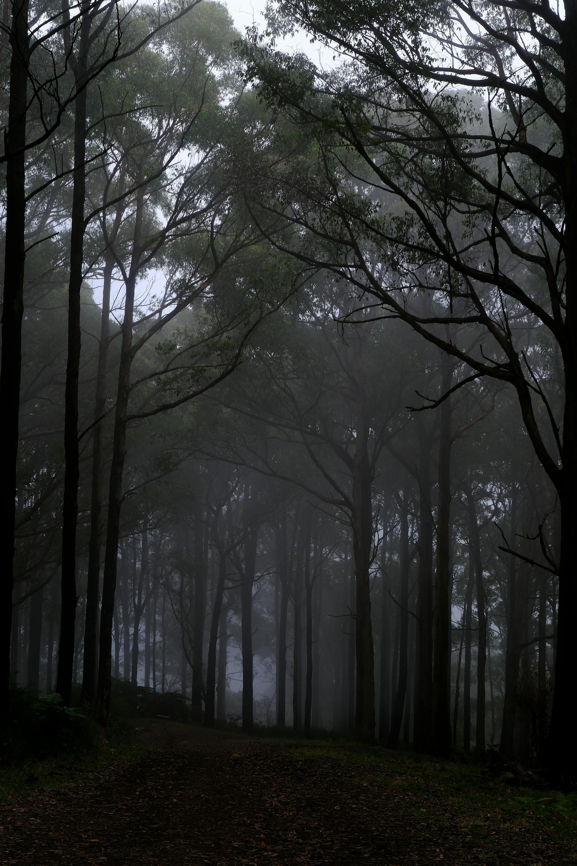 Rừng, rừng cây, cây, u ám, forest, trees, gloomy, dark-Walter Coppola