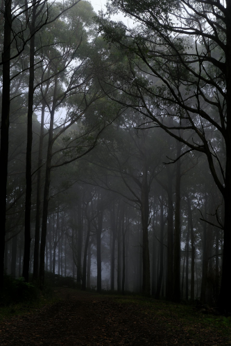 Rừng, rừng cây, cây, u ám, forest, trees, gloomy, dark-Walter Coppola