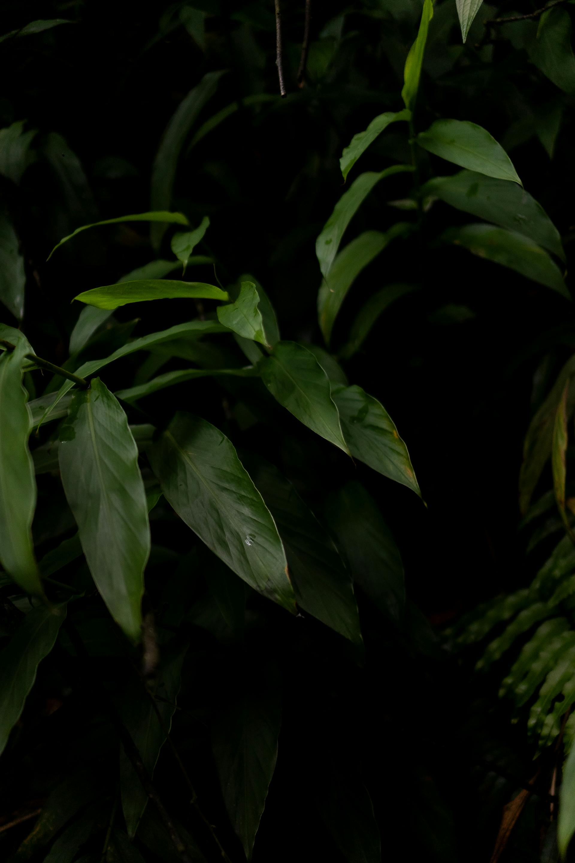 Lá cây, lá, bụi cây, tối, leaves, dark, bush-Wolf Art