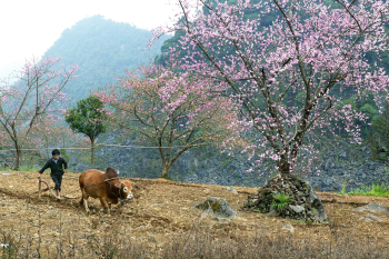 Trẻ em, con bò, child, cow, miền núi, vùng cao, mountain, highland - MinhChuyen_1