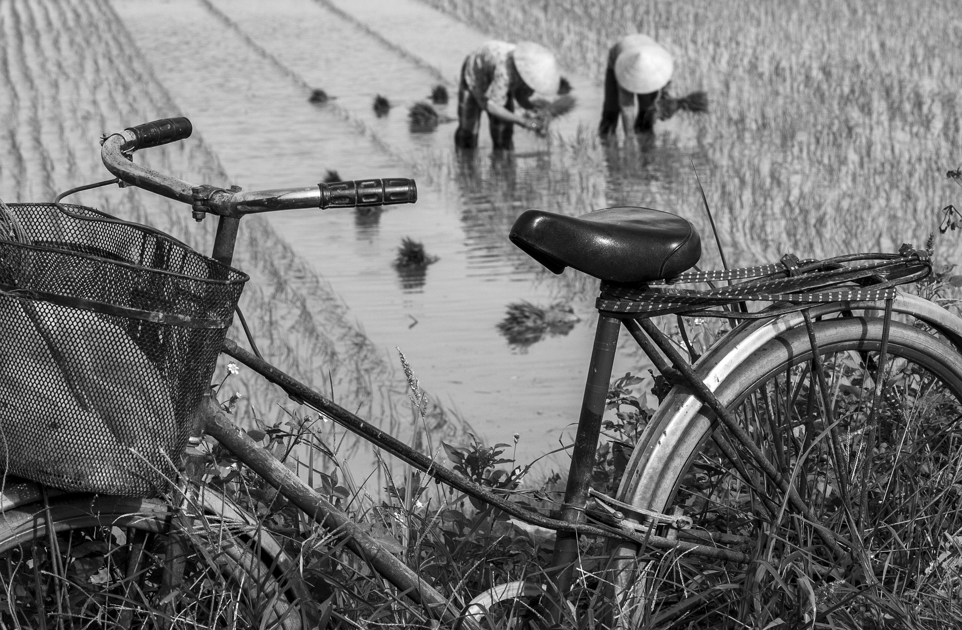 Xe đạp, Nông dân, Trồng trọt, Bicycle, Farmers, Planting- Quangbaophoto
