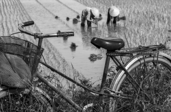 Xe đạp, Nông dân, Trồng trọt, Bicycle, Farmers, Planting- Quangbaophoto