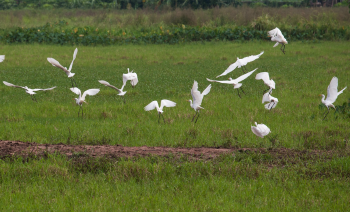 Con cò, cánh đồng, stork, field, chim, birds- xuanduongvan87 1