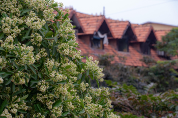 Hoa sữa, hoa, Hà Nội, flowers, milk flowers- xuanduongvan87 2