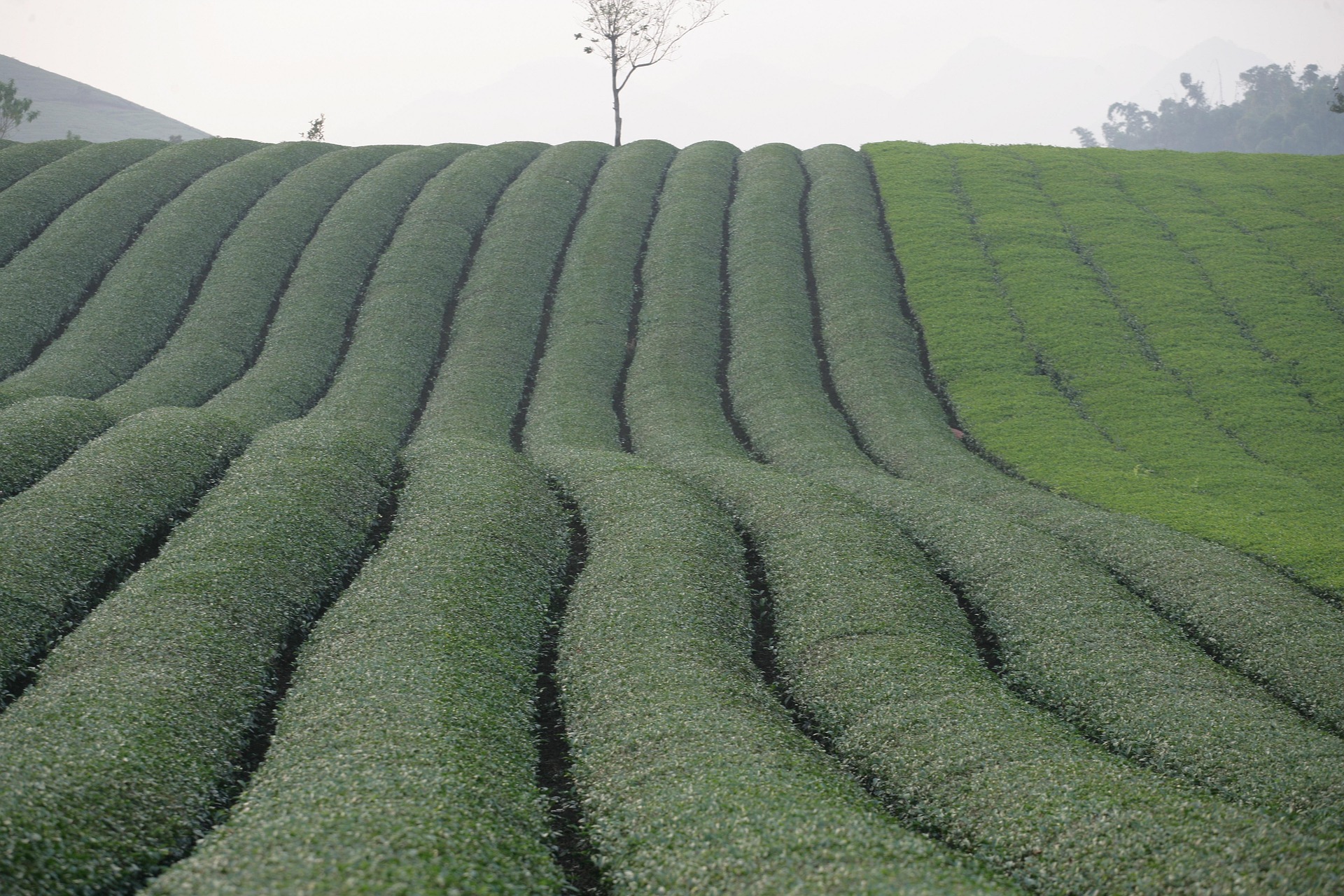 Đồi, đòi chè, tea hill - xuanduongvan87