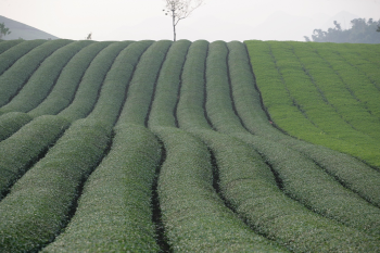 Đồi, đòi chè, tea hill - xuanduongvan87