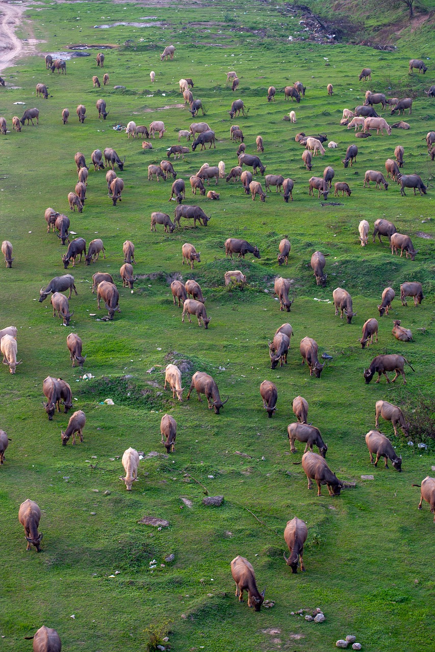 Đàn bò, cánh đồng, cows, field- xuanduongvan87 1