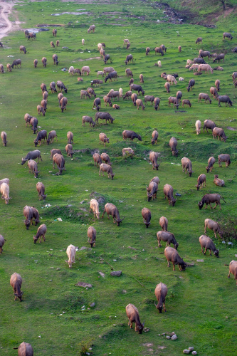 Đàn bò, cánh đồng, cows, field- xuanduongvan87 1