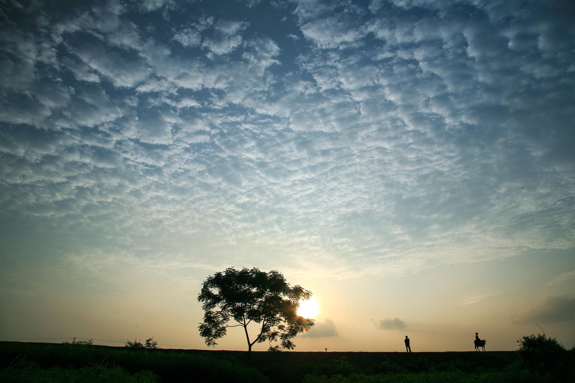 Cây, tree, bầu trời, hoàng hôn, cánh đồng, miền quê, sky, sunset, field, countryside- xuanduongvan87
