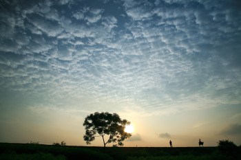 Cây, tree, bầu trời, hoàng hôn, cánh đồng, miền quê, sky, sunset, field, countryside- xuanduongvan87