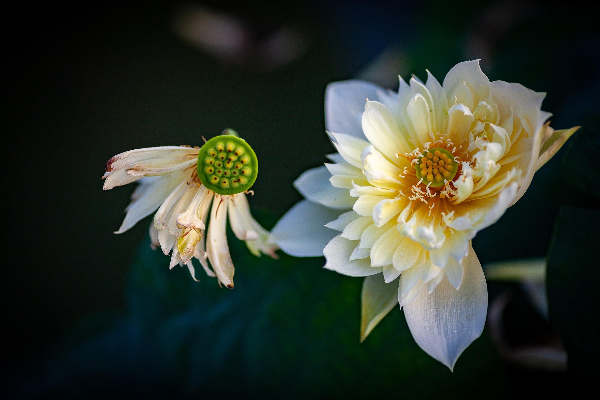 Hoa sen, sen, hoa, hoa trắng, lotus, flower, white flower- Quangbaophoto