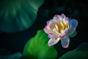 Hoa sen, sen, hoa, hoa trắng, lotus, flower, white flower- Quangbaophoto 1