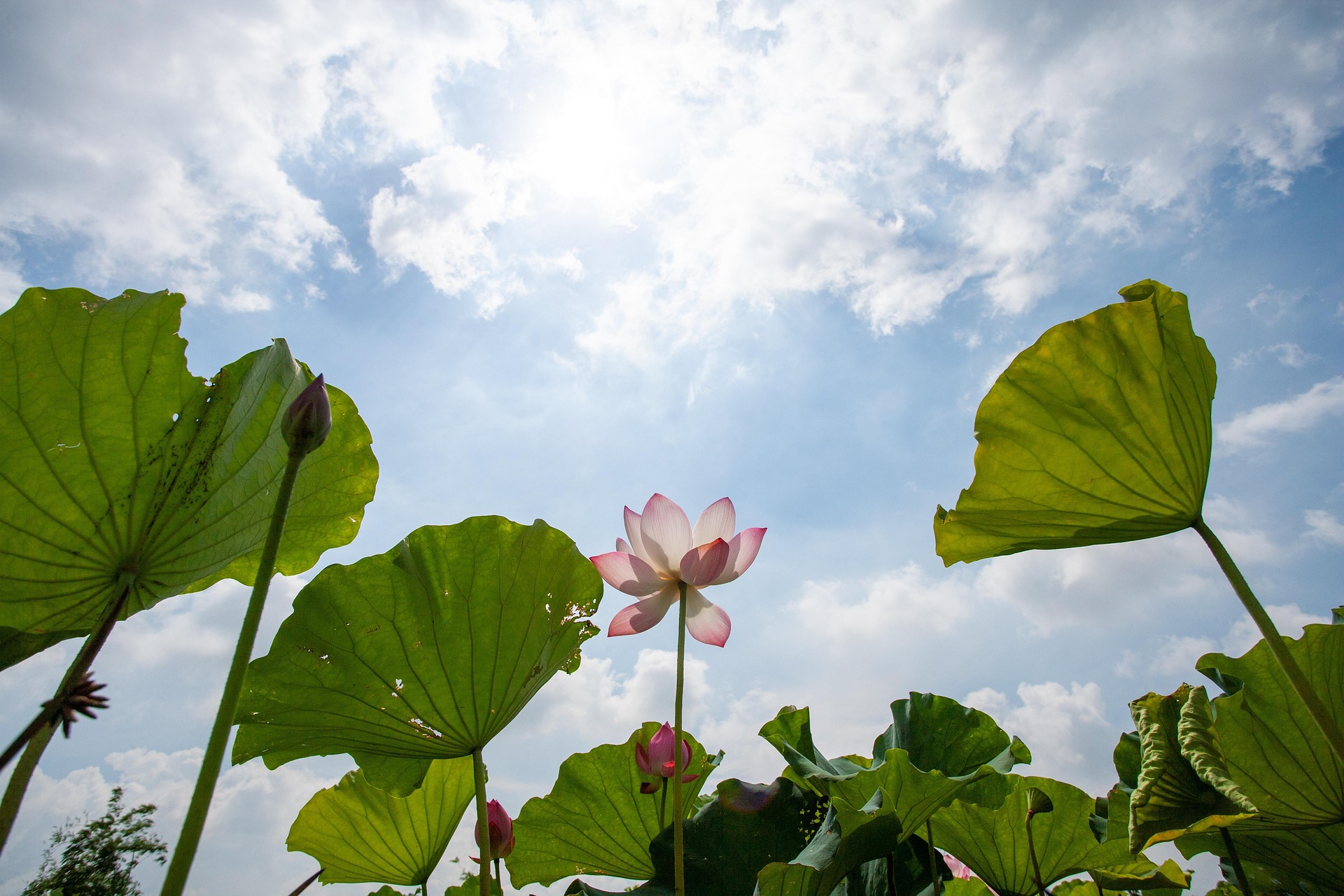 Hoa sen, sen, hoa, lotus, flower- xuanduongvan87 6