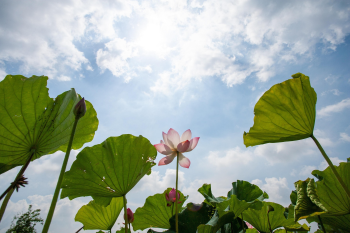Hoa sen, sen, hoa, lotus, flower- xuanduongvan87 6