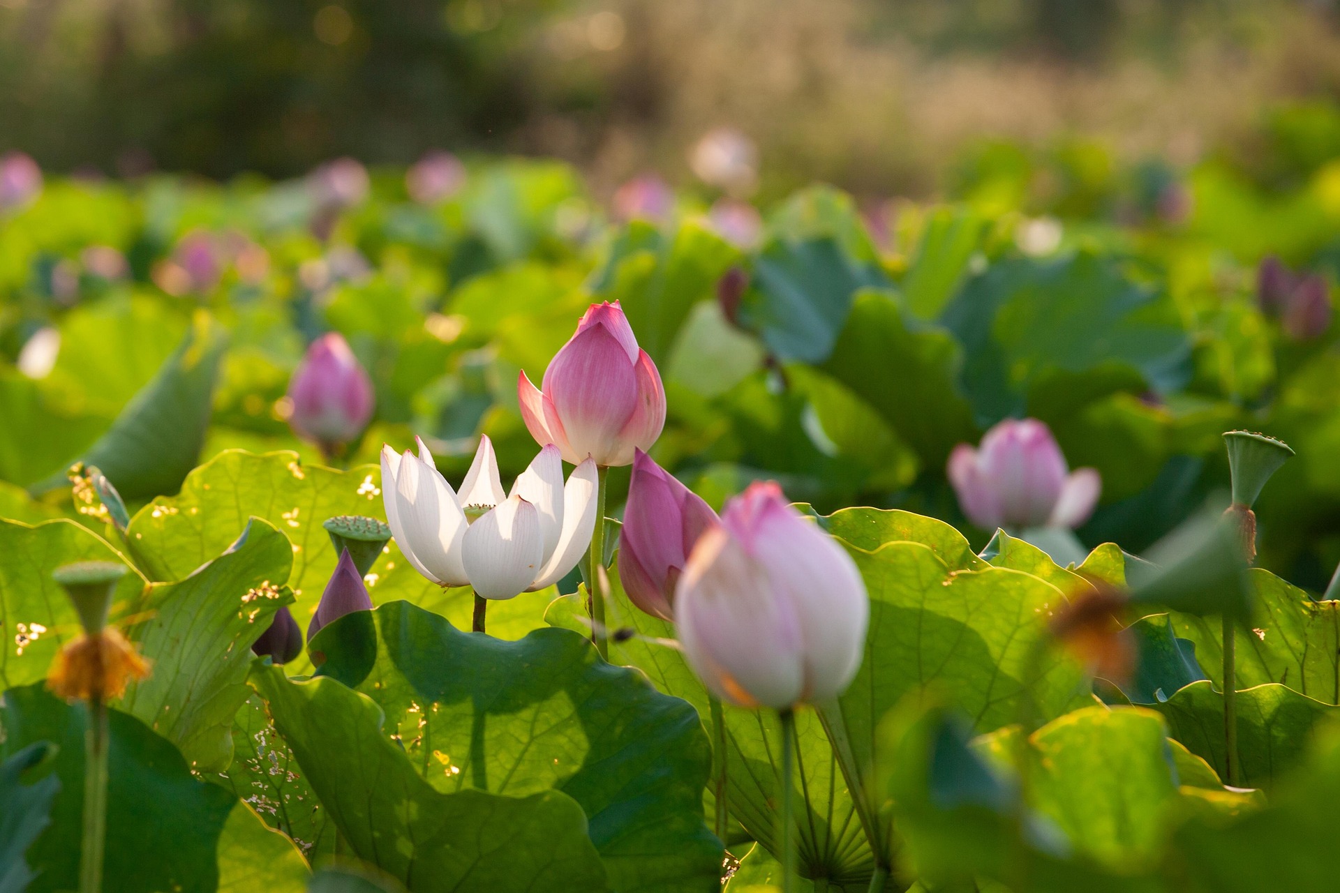 Hoa sen, sen, hoa, lotus, flower- xuanduongvan87 8
