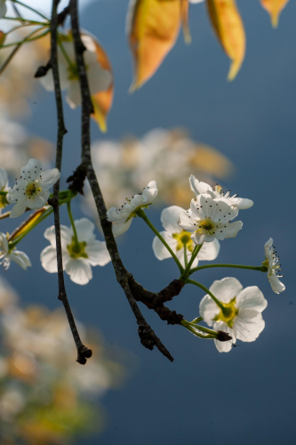Hoa đào, hoa, cành hoa, Peach blossom, flower, flower branch - xuanduongvan87