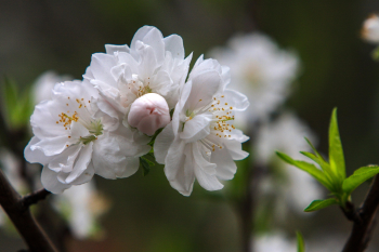 Hoa đào, hoa, peach blossom, flower- Quangbaophoto