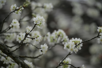 Hoa đào, hoa, cành hoa, Peach blossom, flower, flower branch - xuanduongvan87 1
